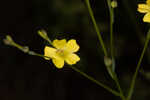 Florida yellow flax